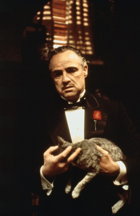 vito corleone petting a cat